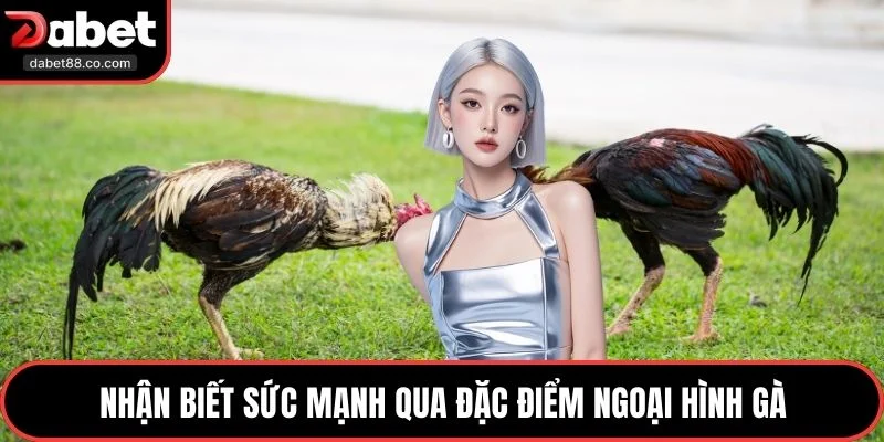 Nhận biết sức mạnh qua đặc điểm ngoại hình gà